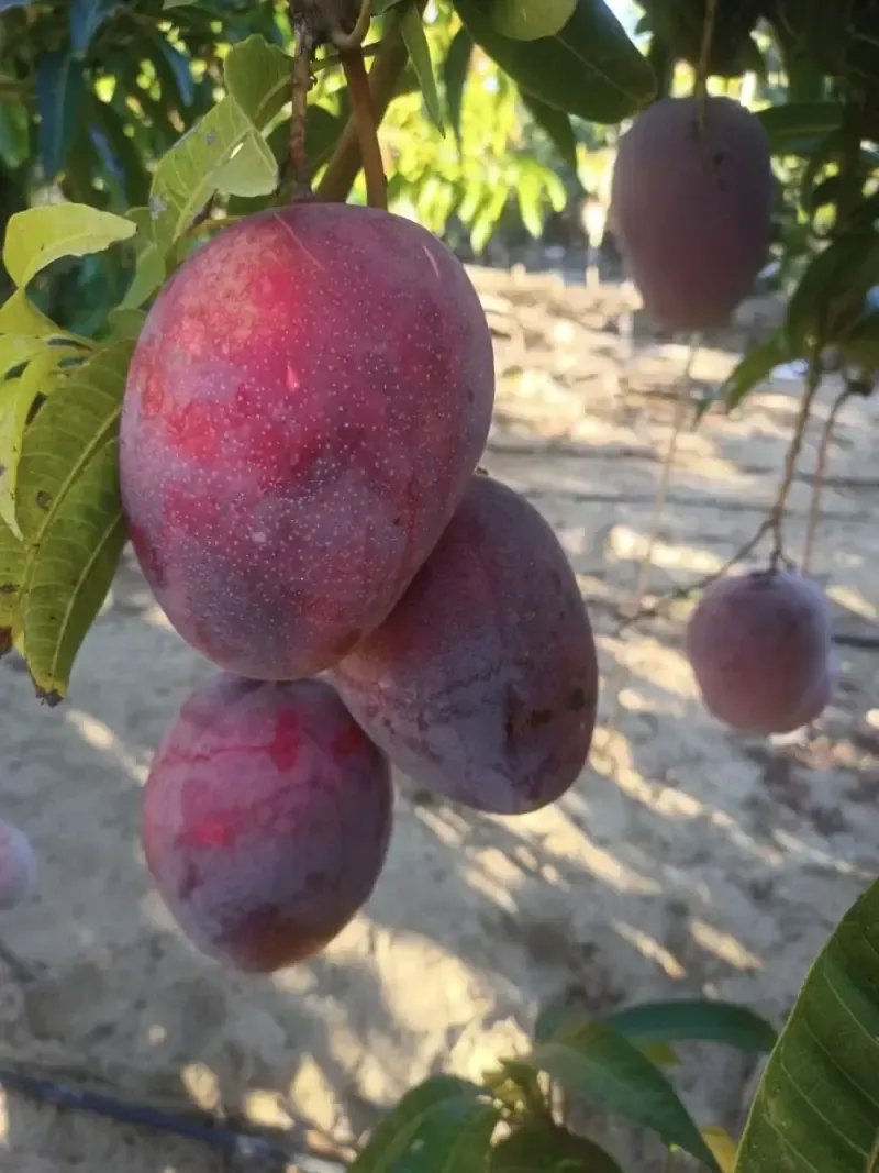 Ripe mangoes on the tree