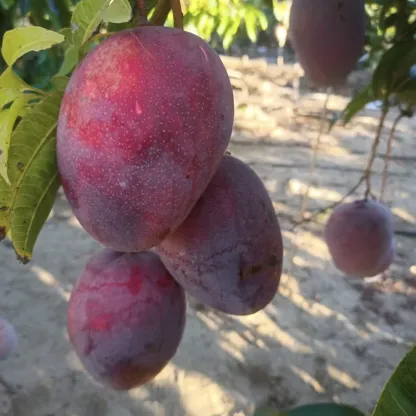 Freshly harvested Egyptian mangoes