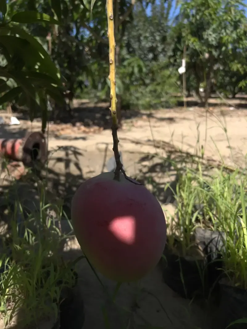 Drip-irrigated orchard rows