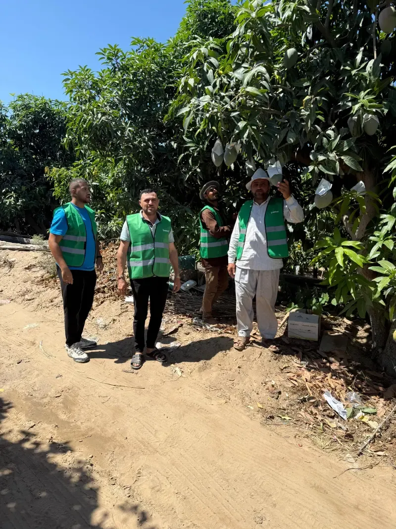 Four field workers in green vests inspecting bagged mangoes in a sunny orchard