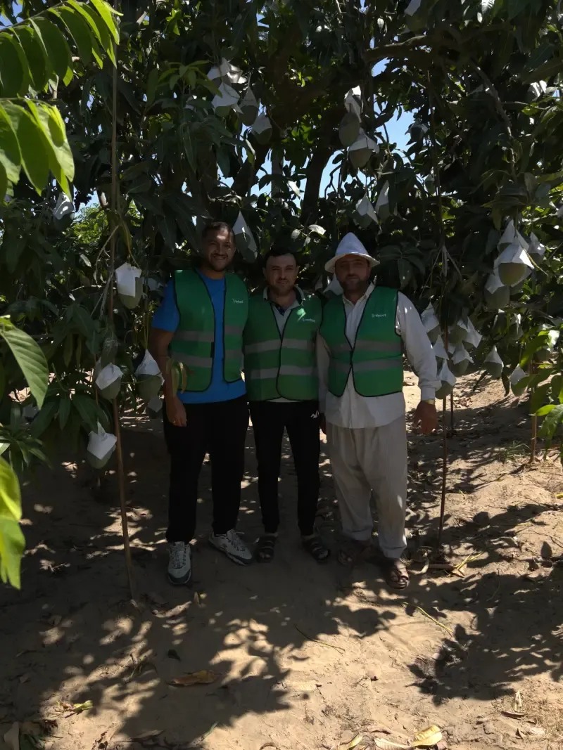 Three smiling team members in green vests before bagged fruit trees