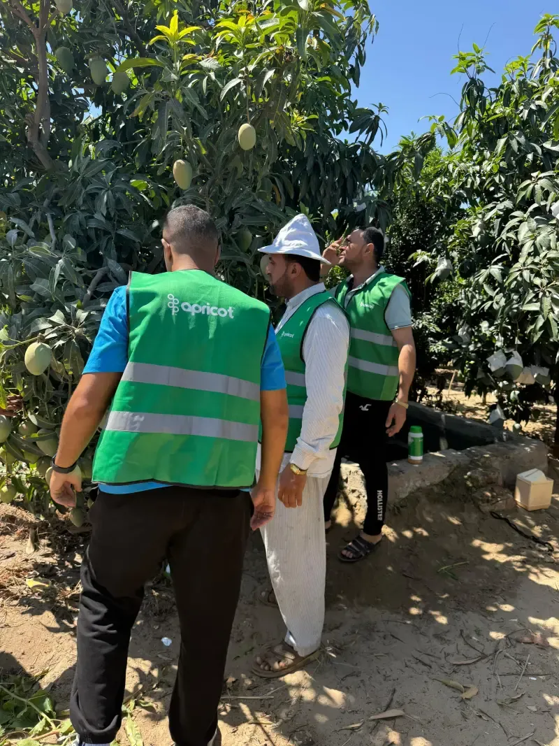 Three Apricot team members among mango trees in a sunny grove