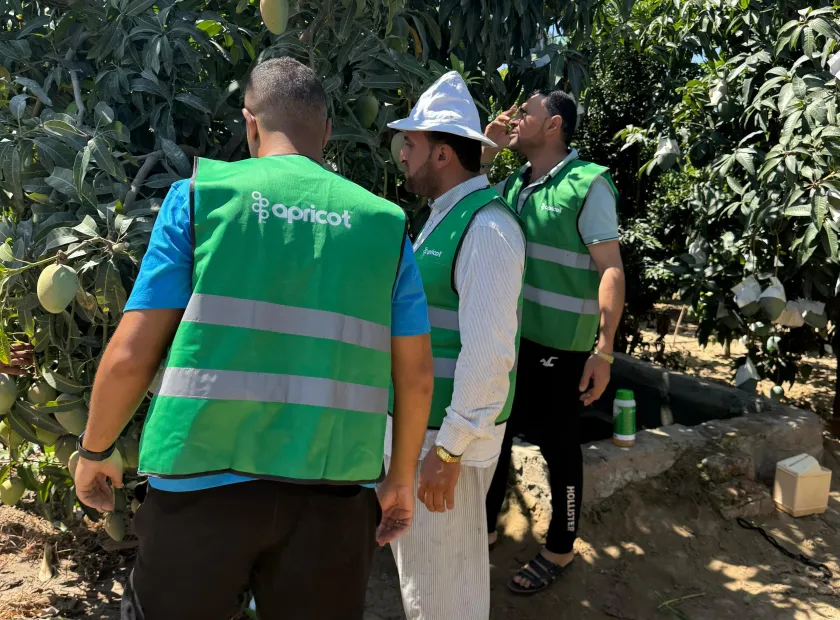 Apricot team members among mango trees on our Nubaria farm