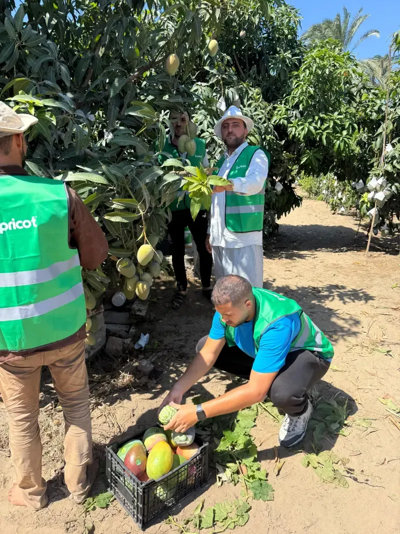 Workers harvesting mangoes into crates beneath laden trees