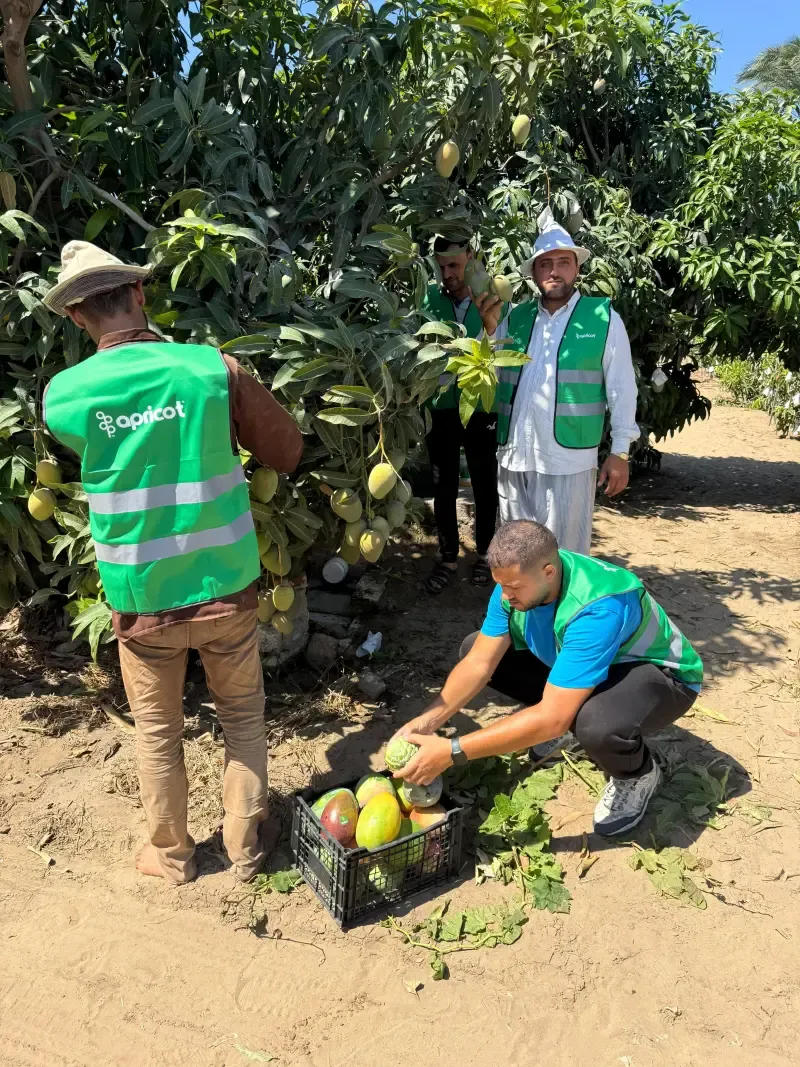 Harvest crew sorting mangoes into a field crate at the tree line