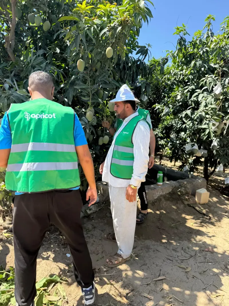 Two inspectors in Apricot vests checking mangoes on the branch