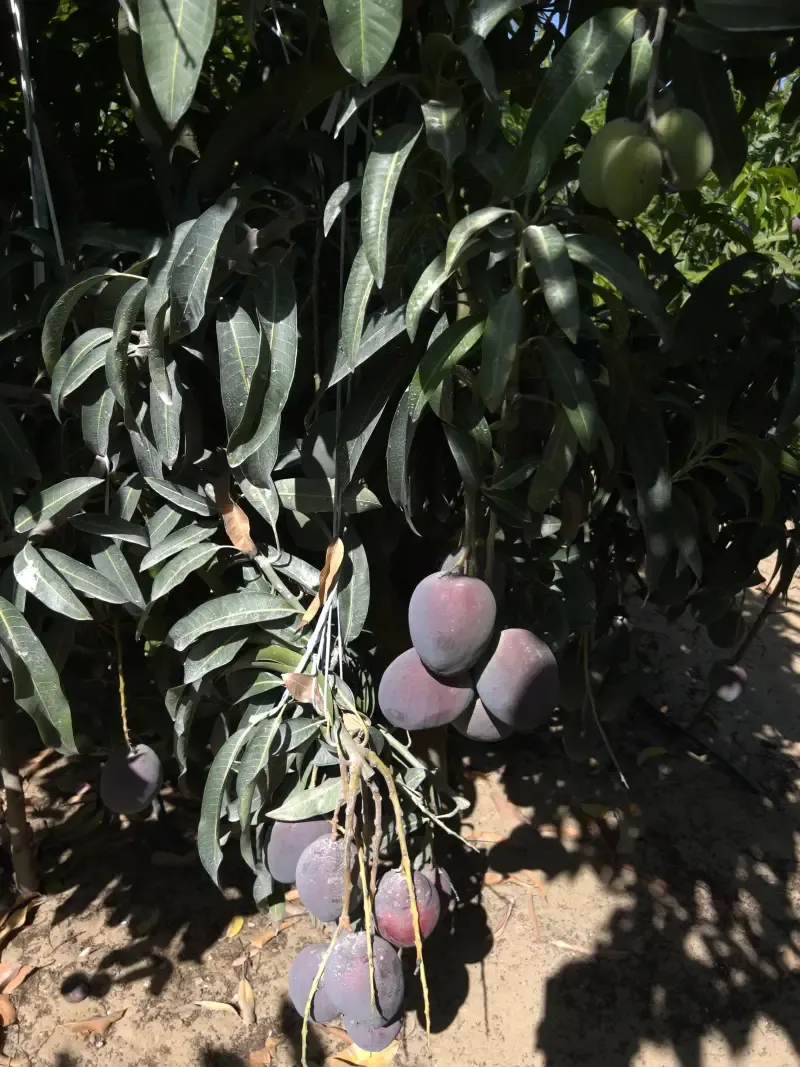 A single mango ripening in full sun