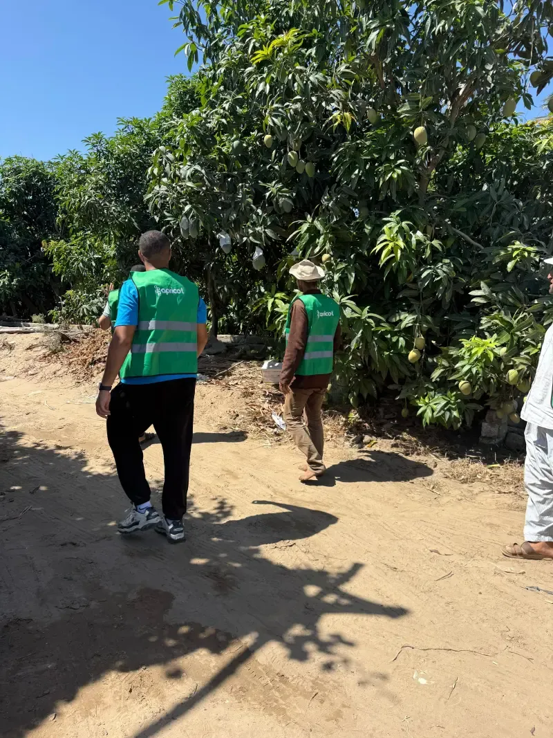 Apricot team walking a sandy path between orchard rows