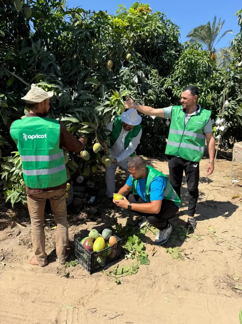 Worker kneeling to grade a mango beside a crate of mixed fruit