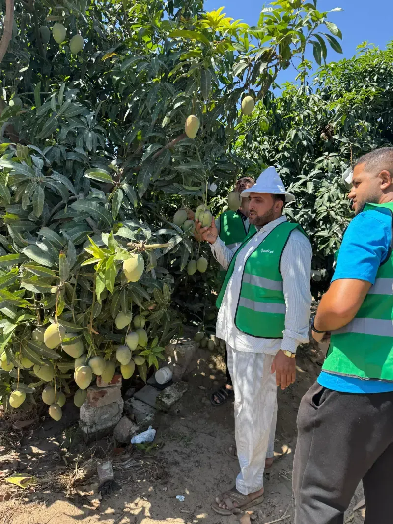Inspector holding a mango on the tree for quality assessment