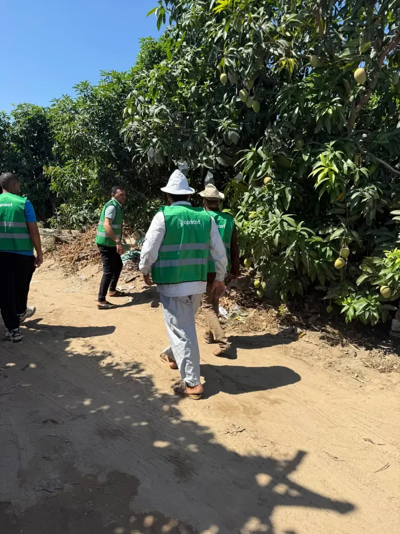 Field team in Apricot vests walking past bagged fruit trees