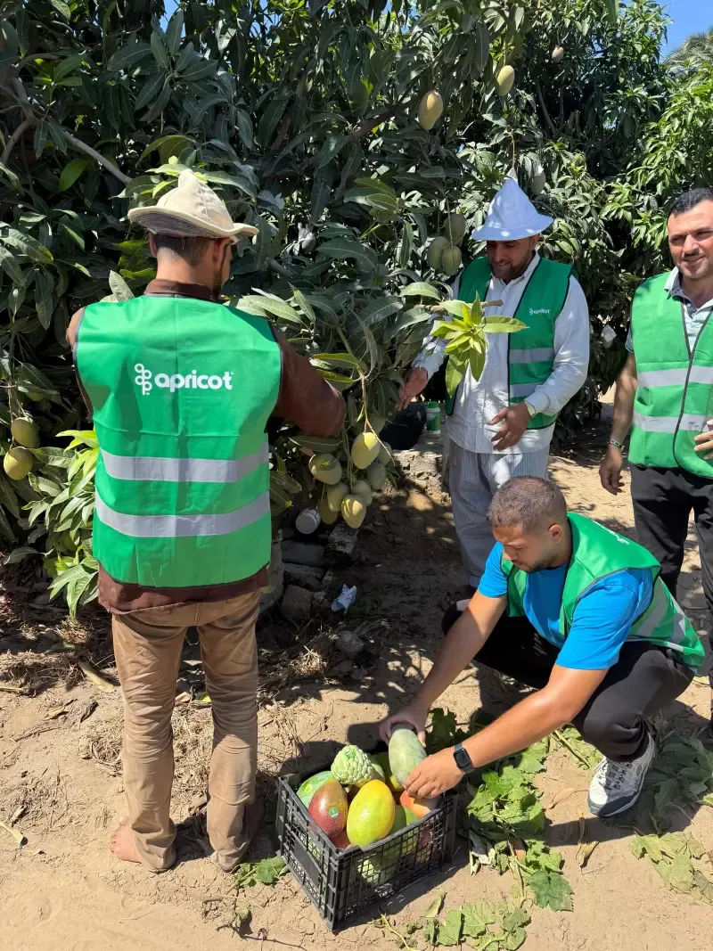Harvest team filling a crate with mangoes and custard apples