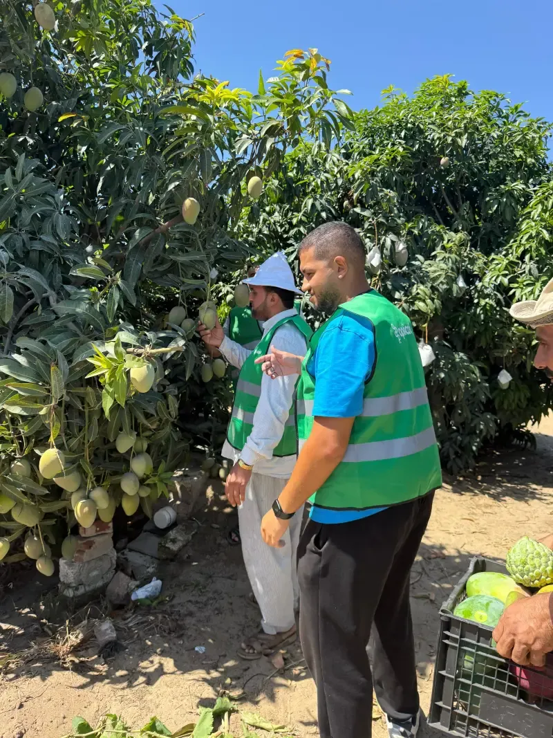 Two workers examining green mangoes on a low branch