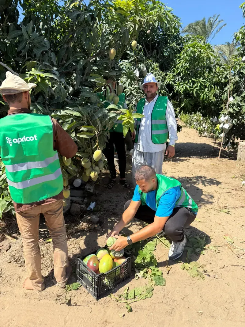 Three workers harvesting mangoes into a black field crate