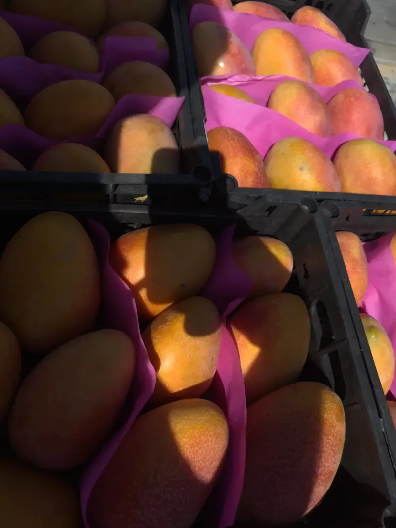 Stone fruit on the branch