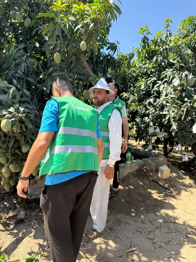 Three Apricot inspectors among unbagged mangoes in the grove