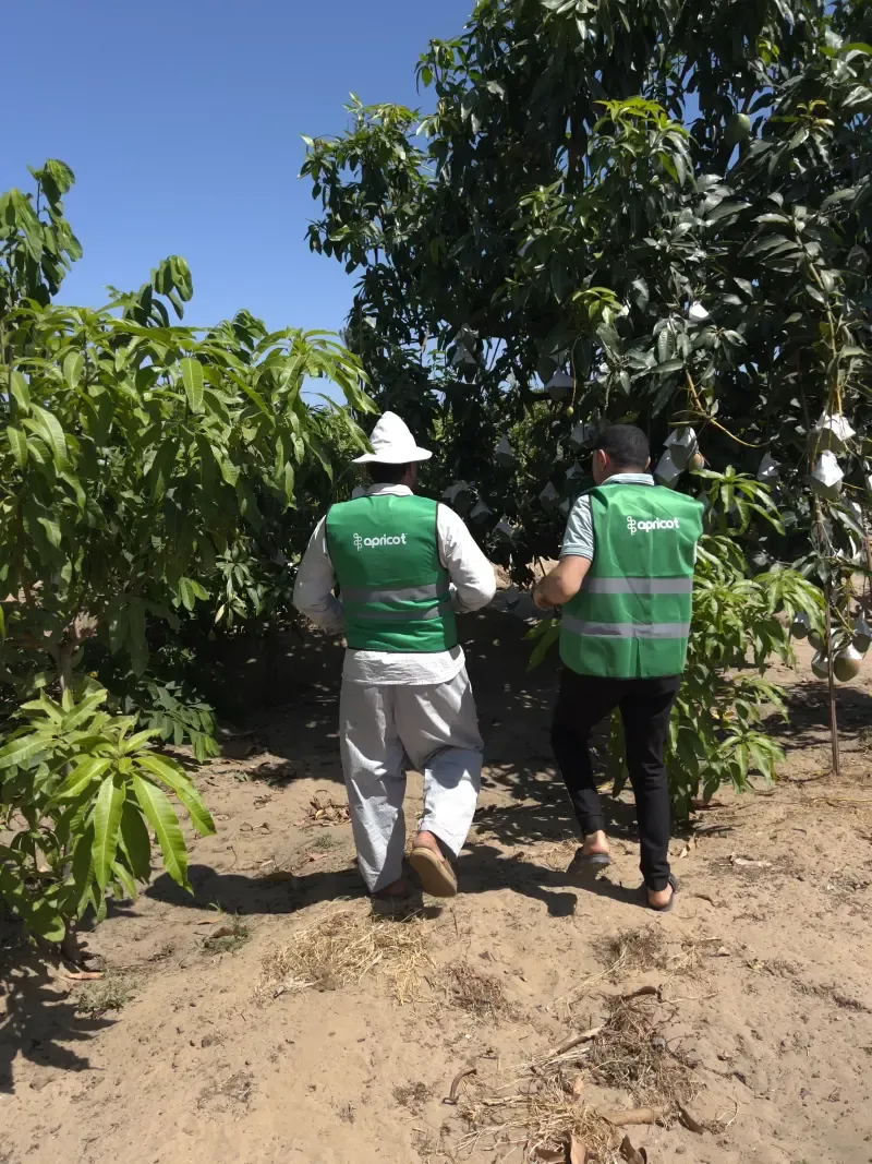 Two workers walking between rows of bagged fruit trees