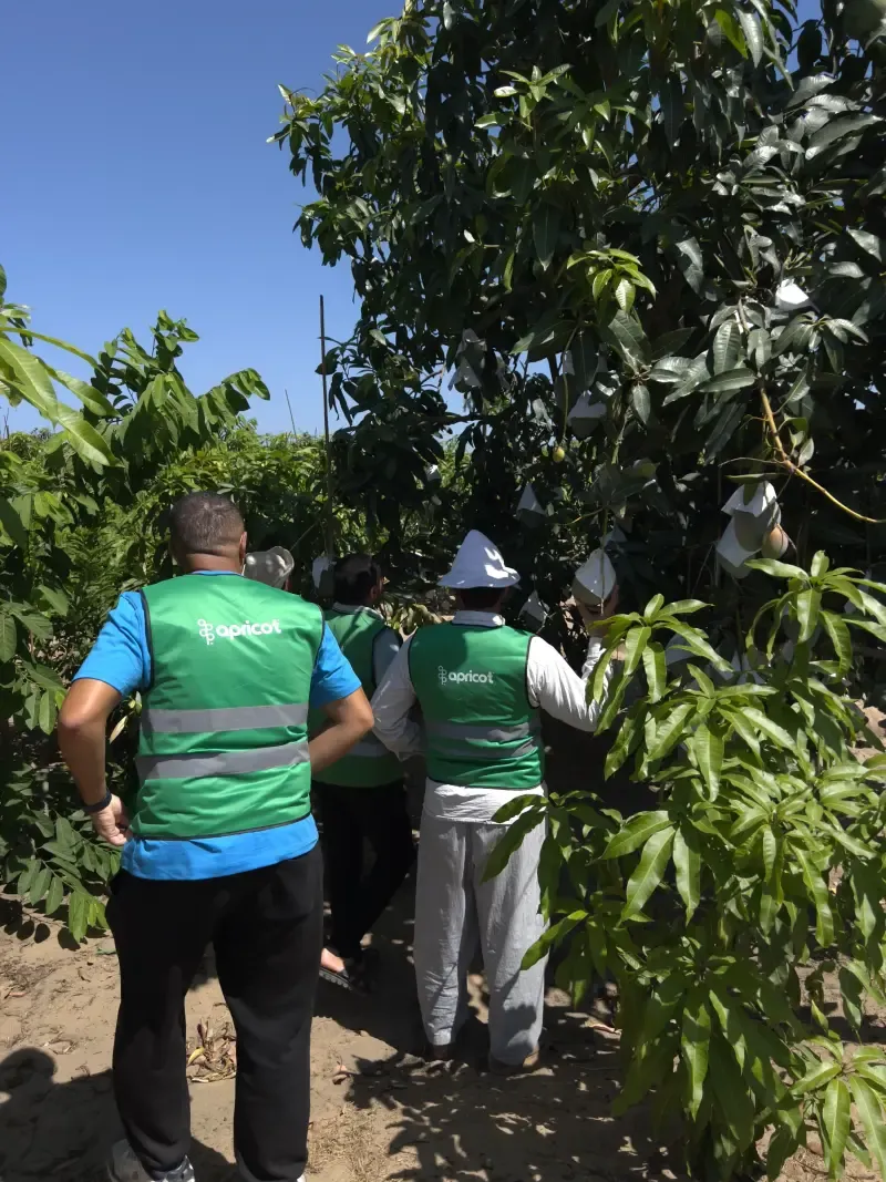 Three workers checking individually bagged fruit in the canopy