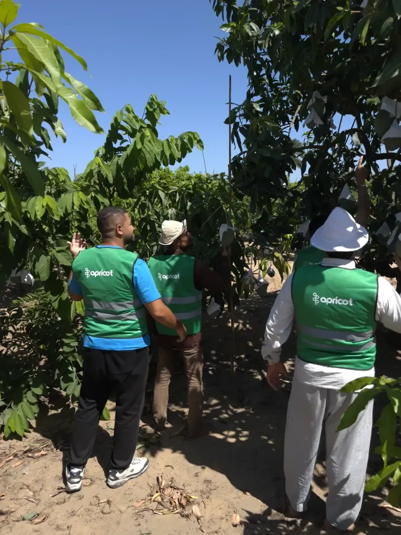 Field team reaching into mango branches on a sunny orchard path