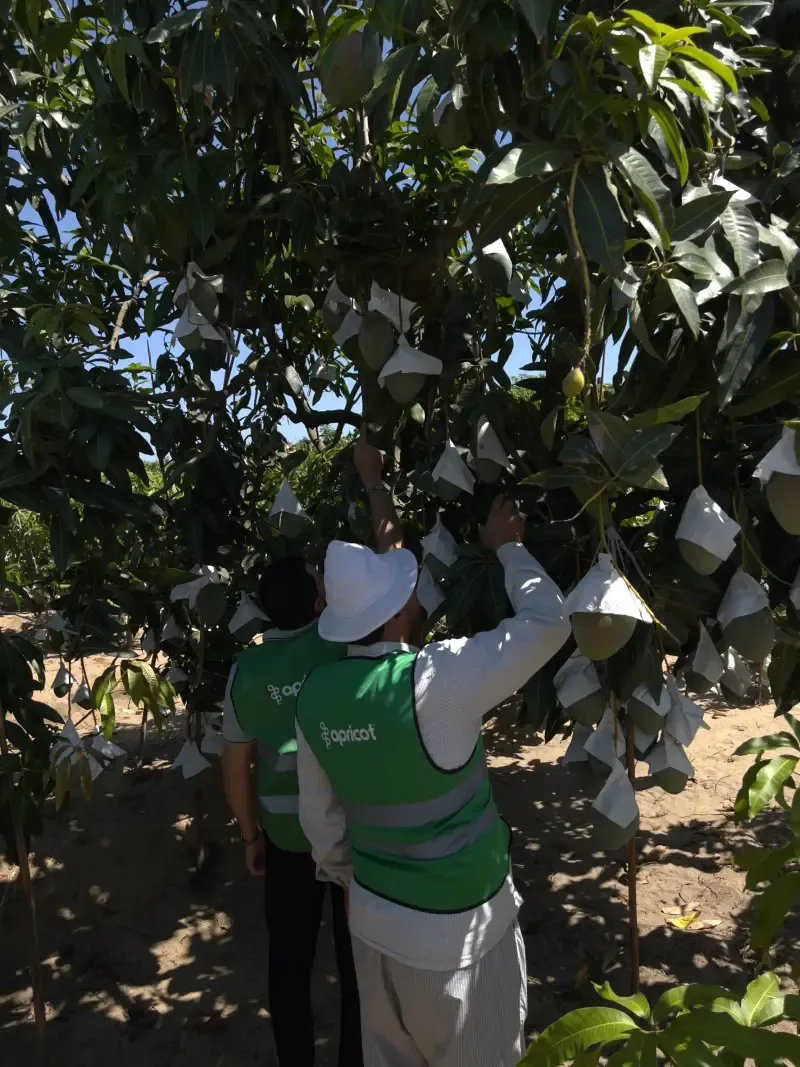 Two workers in white hats tending bagged mangoes overhead