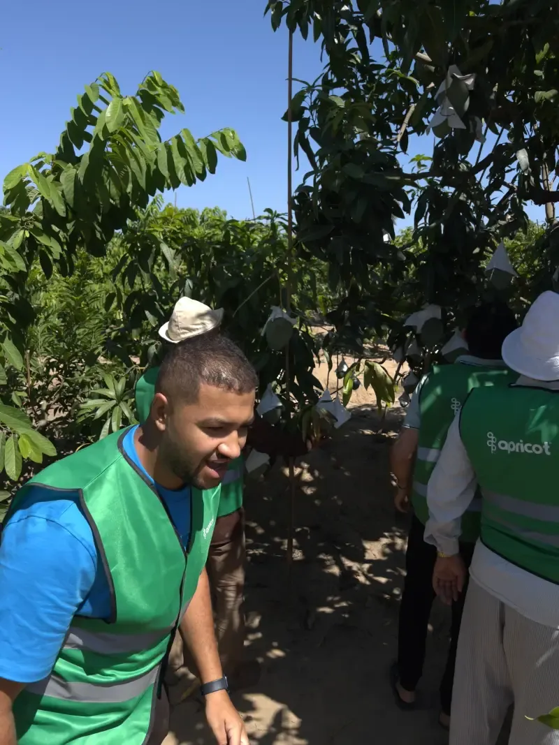 Apricot field team among bagged fruit trees in bright sun
