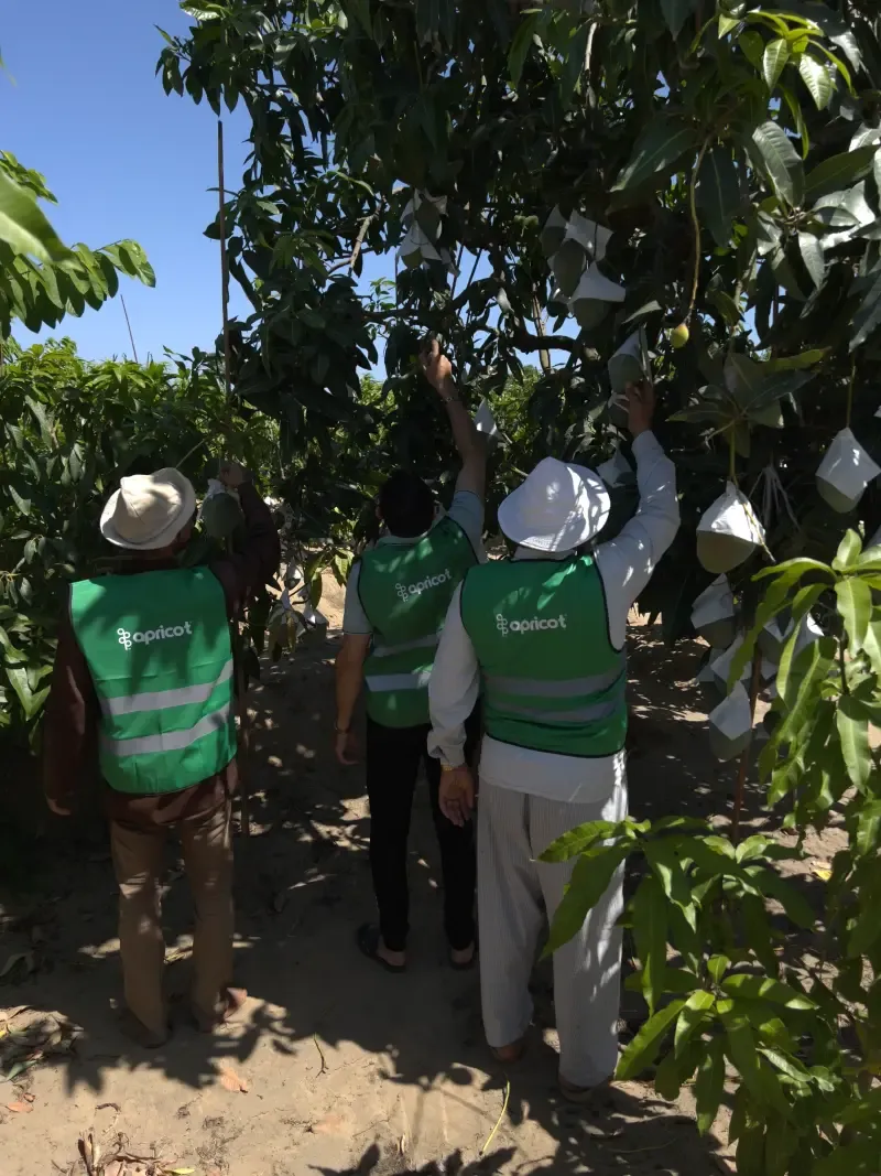 Three workers reaching into a tree laden with protected fruit