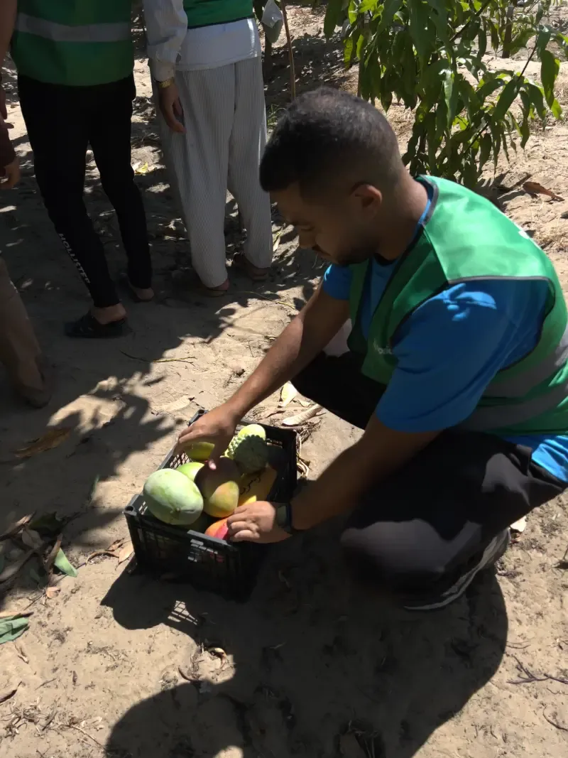 Worker crouching to sort mangoes and custard apples in a field crate