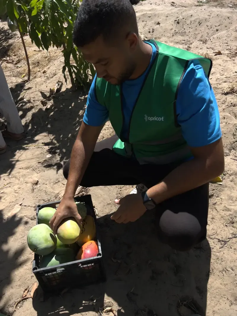 Apricot team member inspecting mangoes in a harvest crate on sandy soil