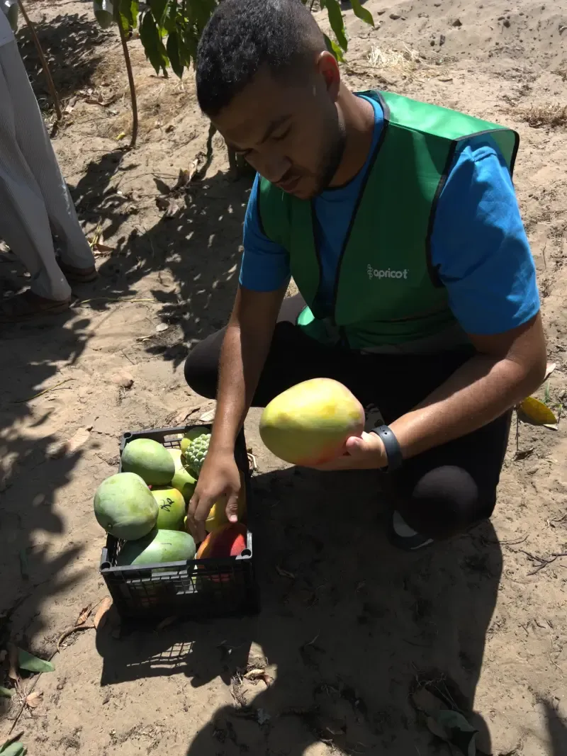 Worker holding a ripe blush mango over a crate of freshly picked fruit