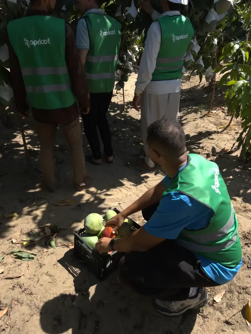 Four workers in Apricot vests during mango harvest among orchard trees