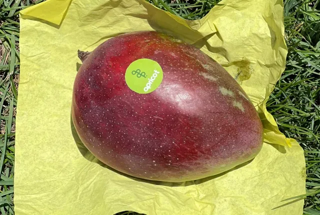 Apricot — Egyptian Mangoes for export