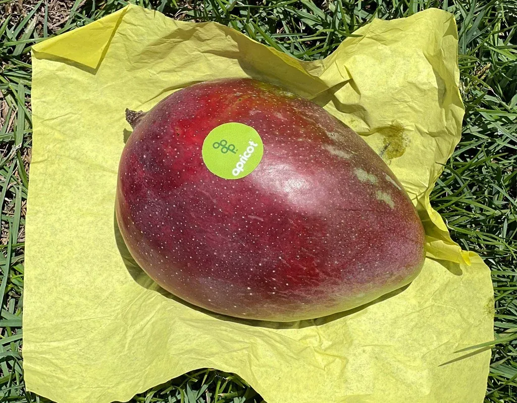 Apricot Mango grown in Egypt for wholesale export
