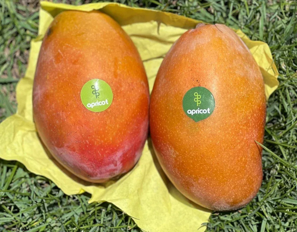 Austin Mango grown in Egypt for wholesale export