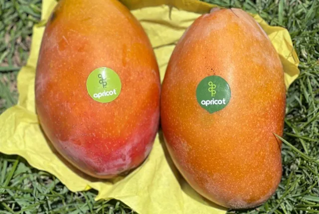 Austin — Egyptian Mangoes for export