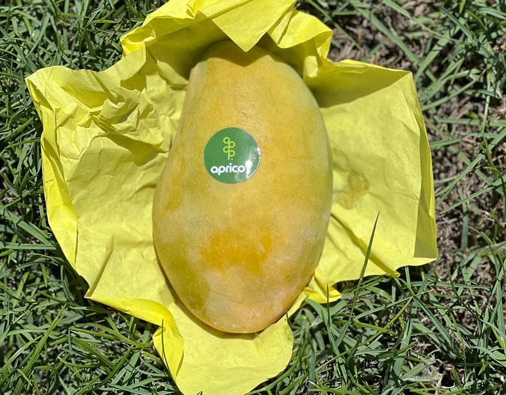 Awais Mango grown in Egypt for wholesale export