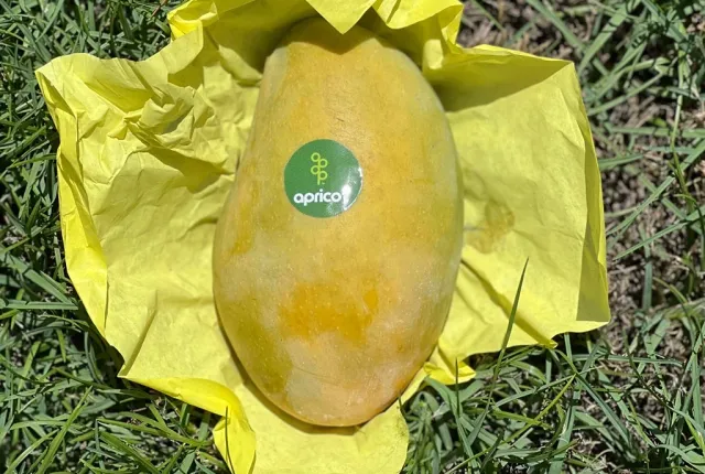 Awais — Egyptian Mangoes for export