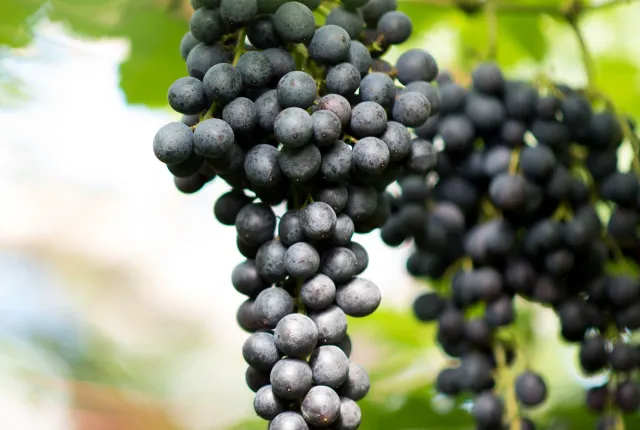 Black Grapes — Egyptian Grapes for export