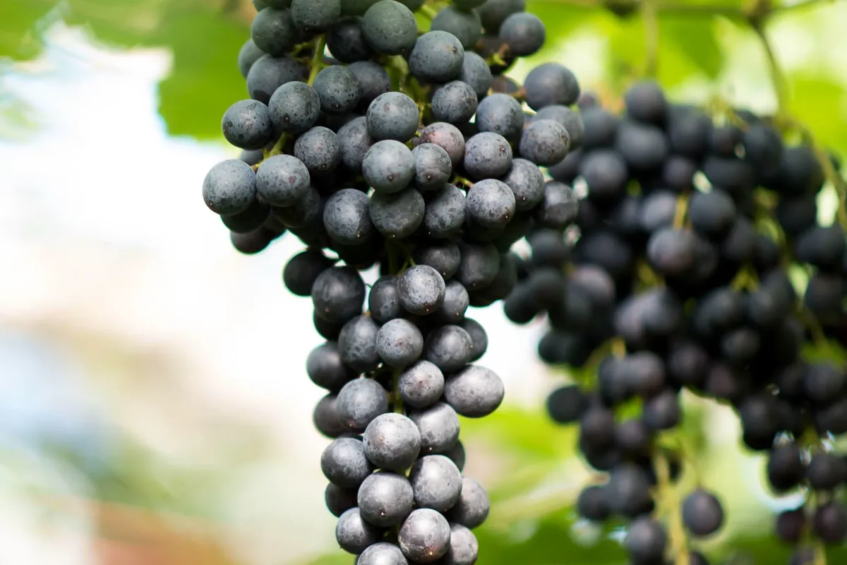 Black Grapes grown in Egypt for wholesale export