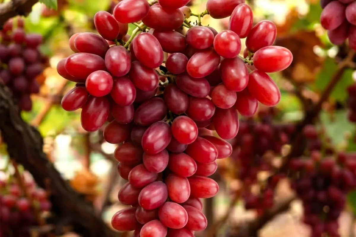 Crimson Seedless grown in Egypt for wholesale export