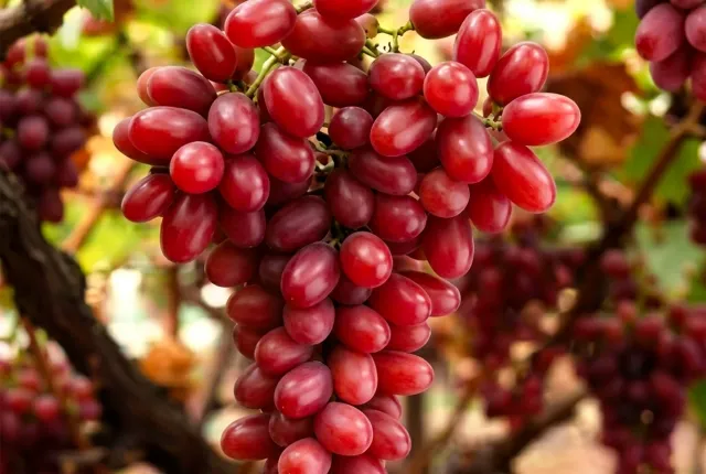 Crimson Seedless — Egyptian Grapes for export