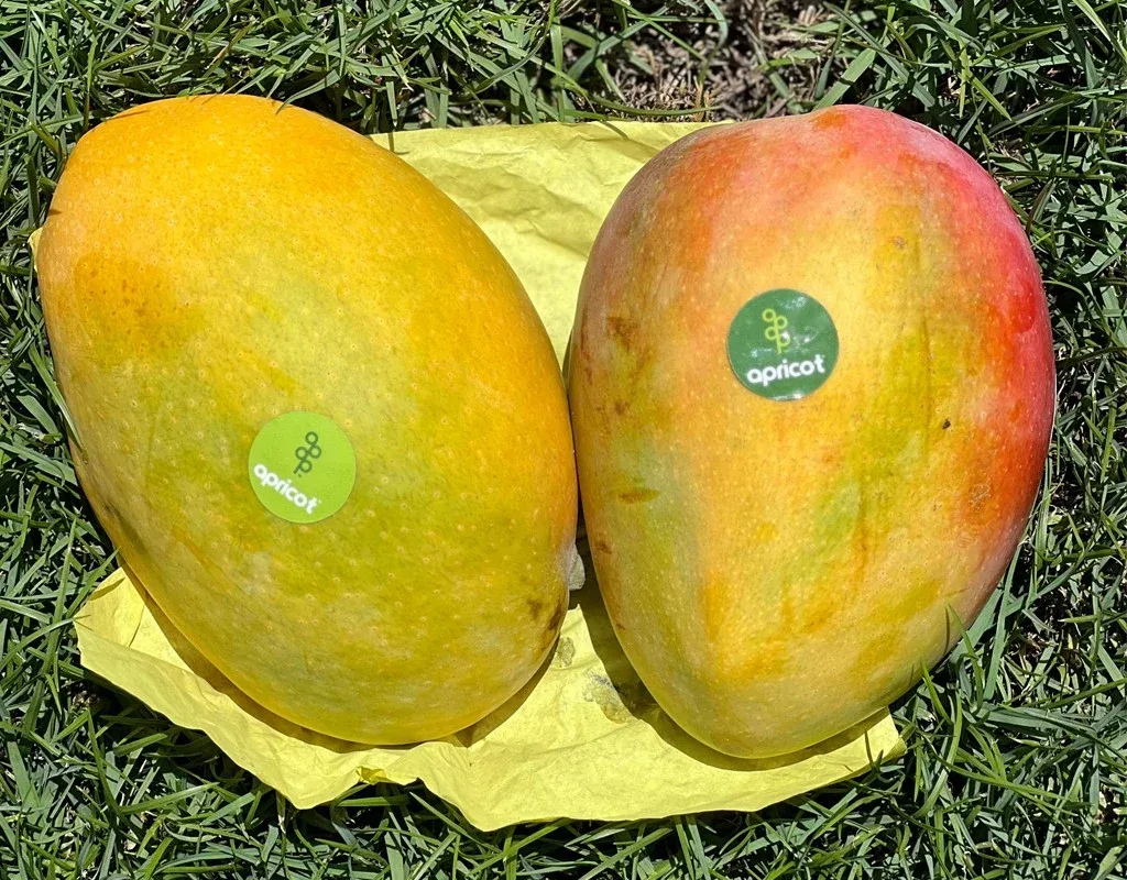 Crimson Mango grown in Egypt for wholesale export