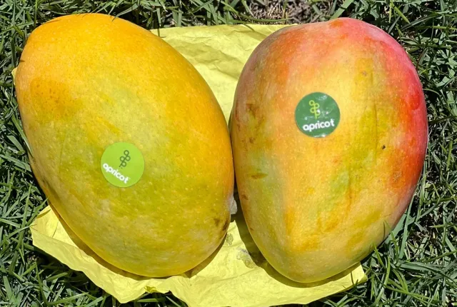 Crimson — Egyptian Mangoes for export