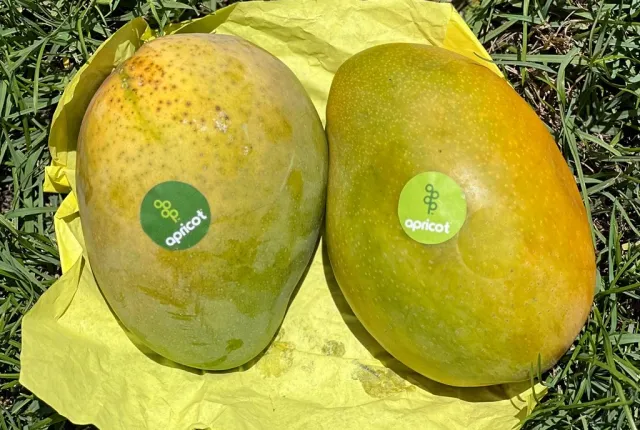 Crystal — Egyptian Mangoes for export