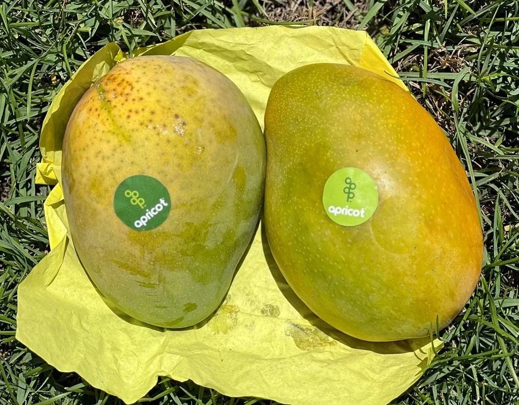 Crystal Mango grown in Egypt for wholesale export