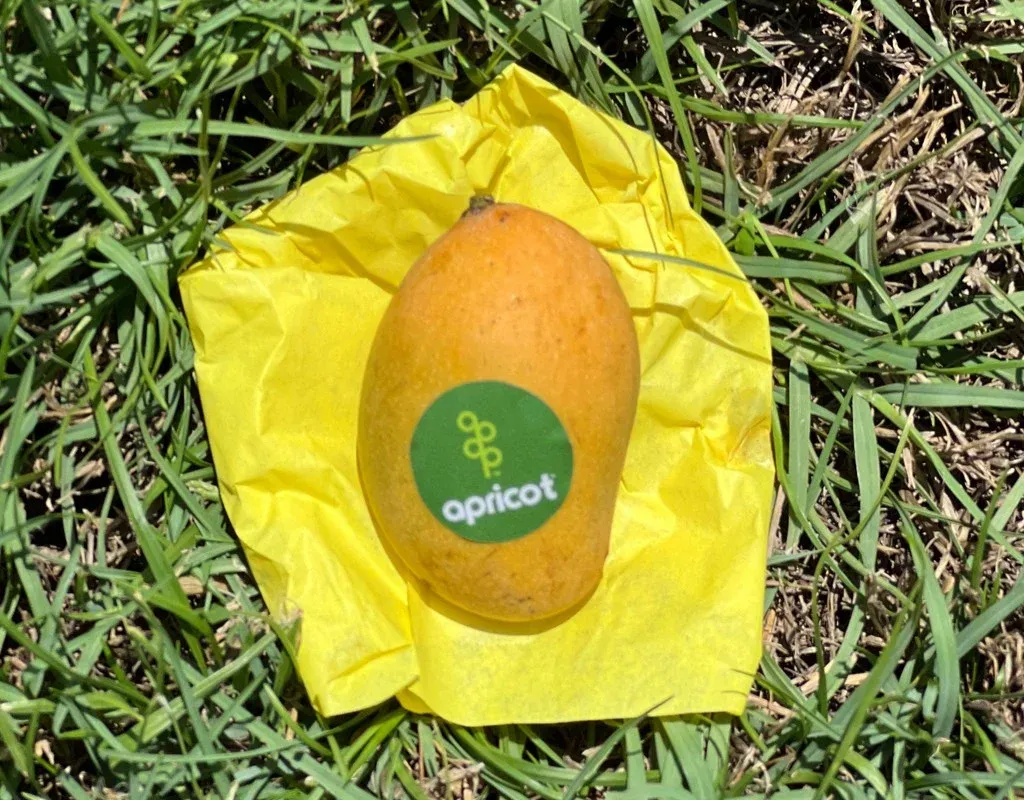 Fass Mango grown in Egypt for wholesale export