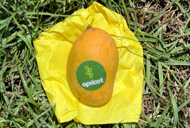 Fass — Egyptian Mangoes for export