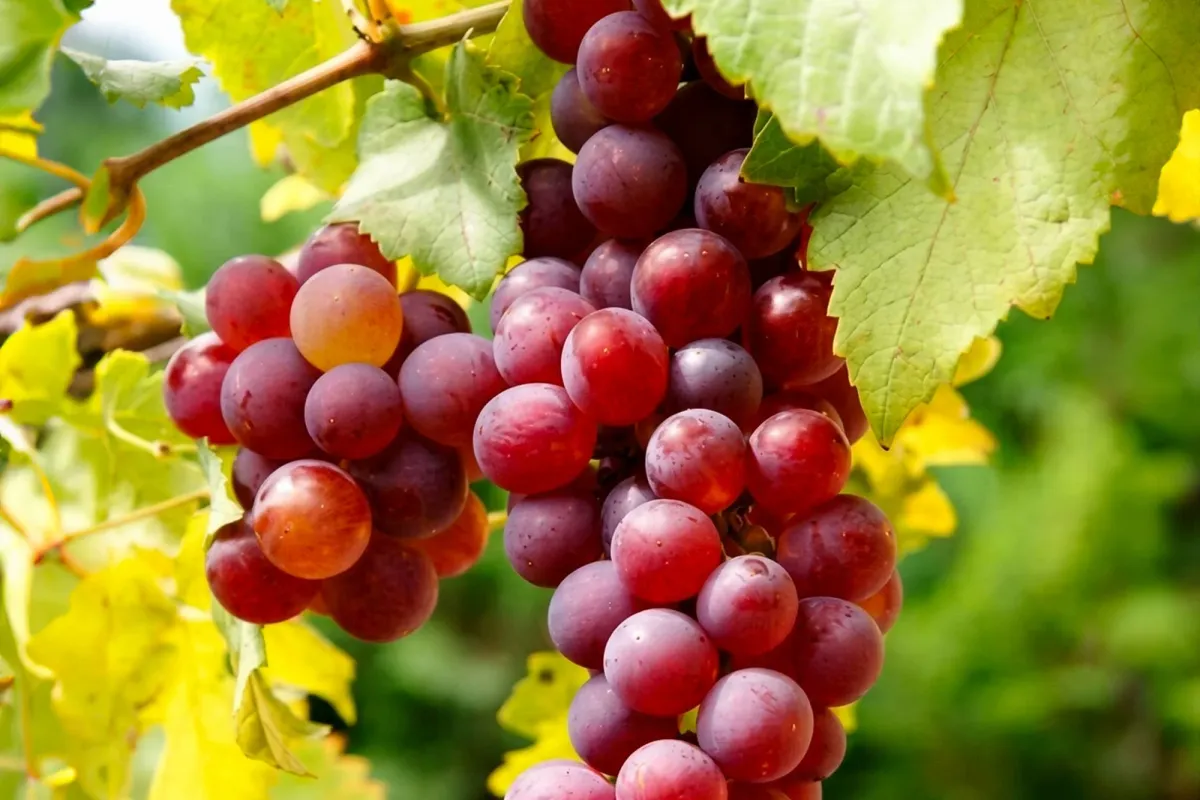 Flame Seedless grown in Egypt for wholesale export