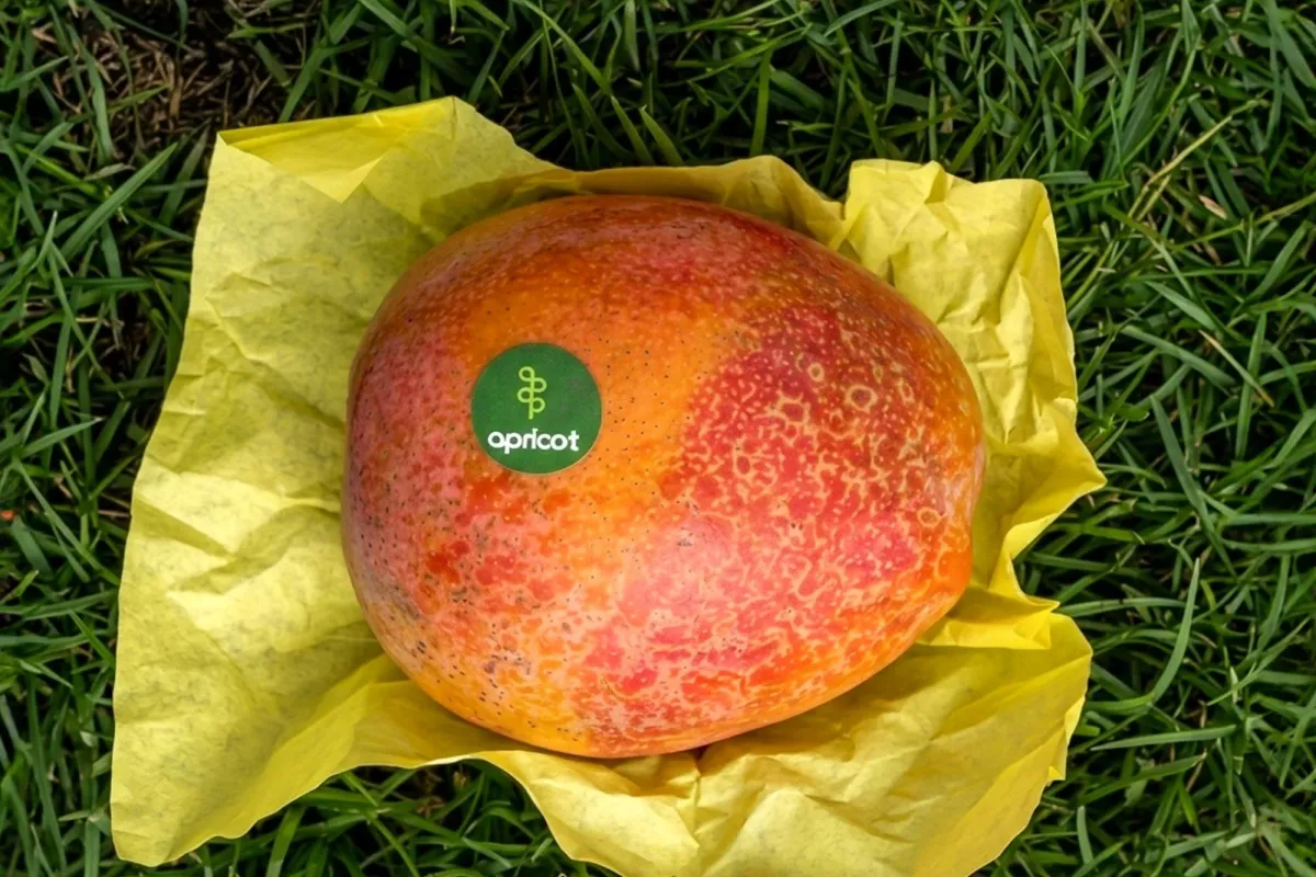 Haidy Mango grown in Egypt for wholesale export
