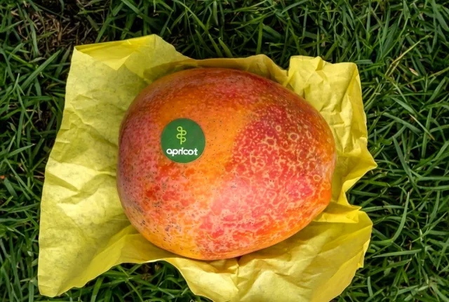 Haidy — Egyptian Mangoes for export
