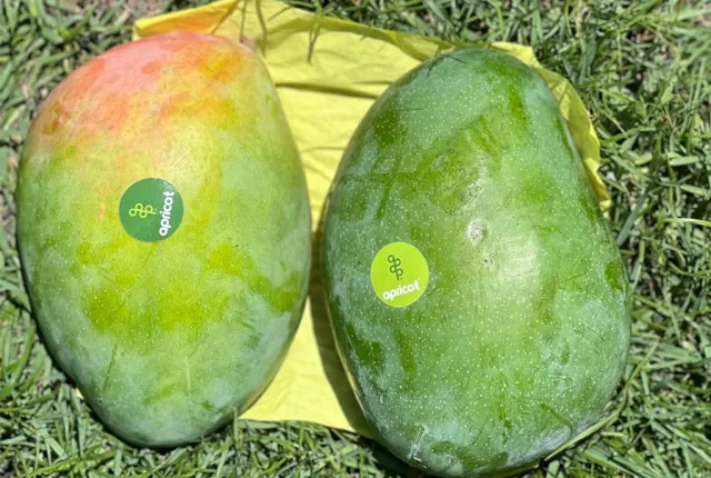 Keitt — Egyptian Mangoes for export